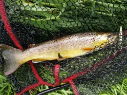 Felda (Stadtlengsfeld)