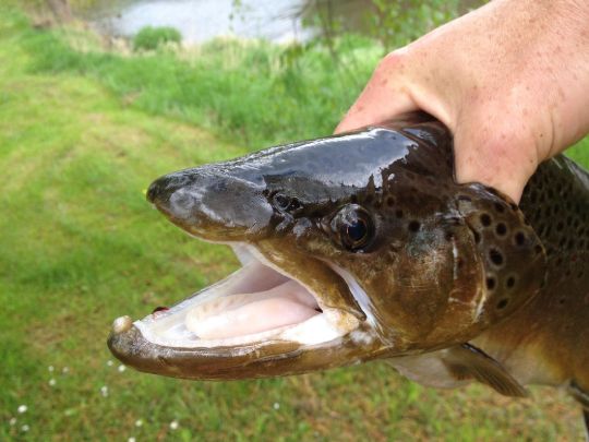 Felda (Stadtlengsfeld)-2