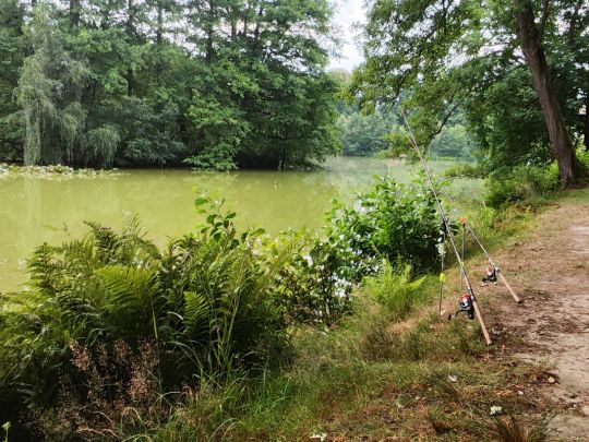 Gondelteich (Oppach)-3