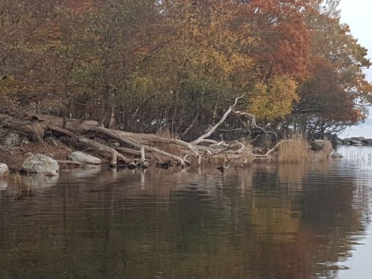 Schären Karlskrona-2