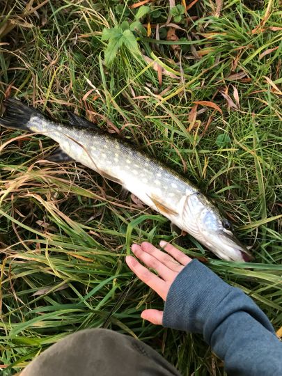 Röslau (Schirnding)-1