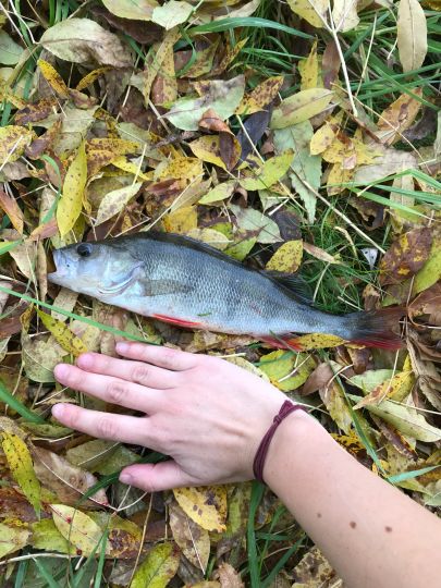 Röslau (Schirnding)-2