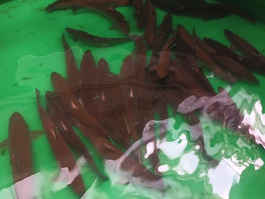 Stepenitz (Perleberg)-1