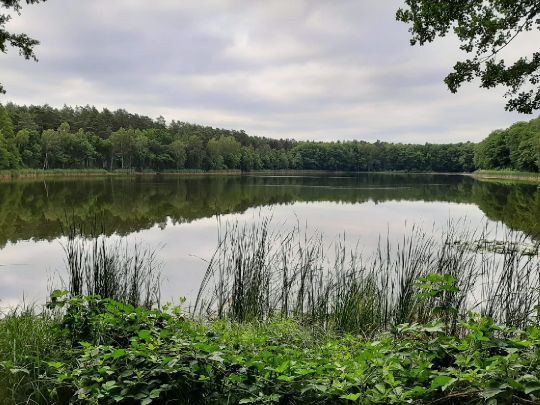 Haussee (Beerenbusch)-0