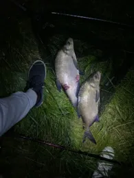 Oste (Bremervörde)-4