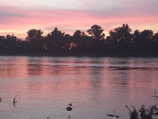 Rhein (Au am Rhein-Neuburgweier)