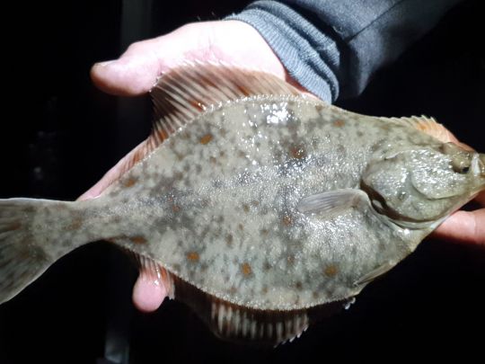 Ostsee (Fehmarn-Meeschendorf)-2