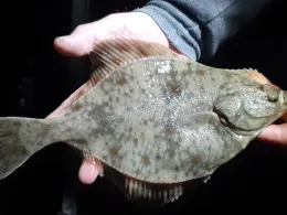 Ostsee (Fehmarn-Meeschendorf)-2