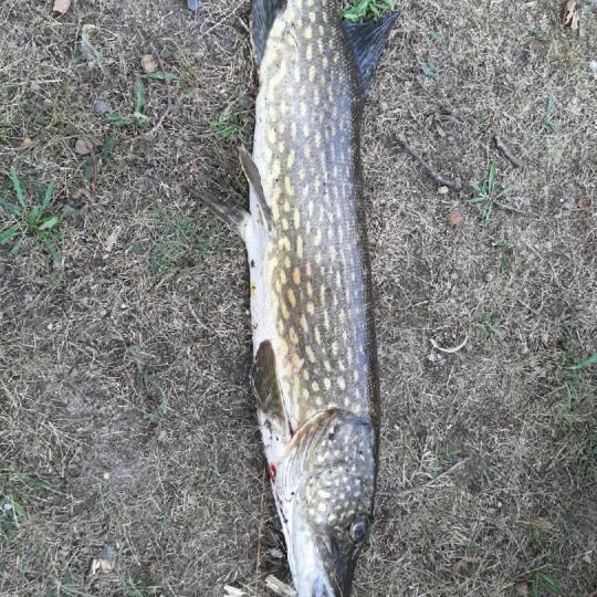 Langer Teich (Beetzendorf)-1