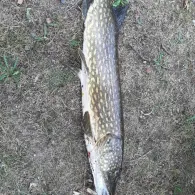 Langer Teich (Beetzendorf)-1