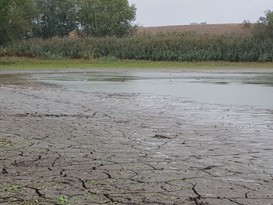 Pehritzscher Teich-4