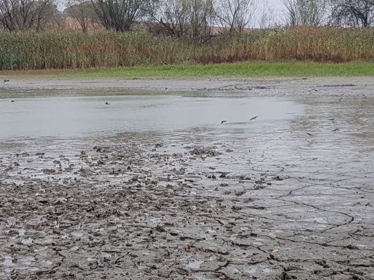 Pehritzscher Teich-3