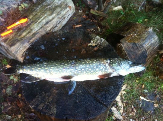 Rehsumpf (Dessau-Roßlau)-1