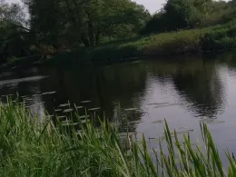 Rehsumpf (Dessau-Roßlau)