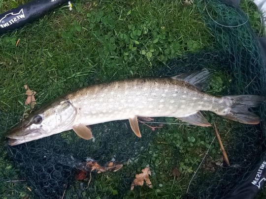 Schloßteich Griebenow-1