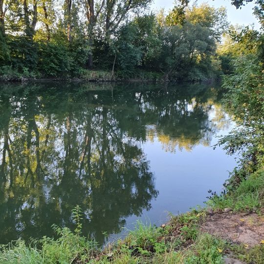 Neckar (Neckartailfingen) angeln