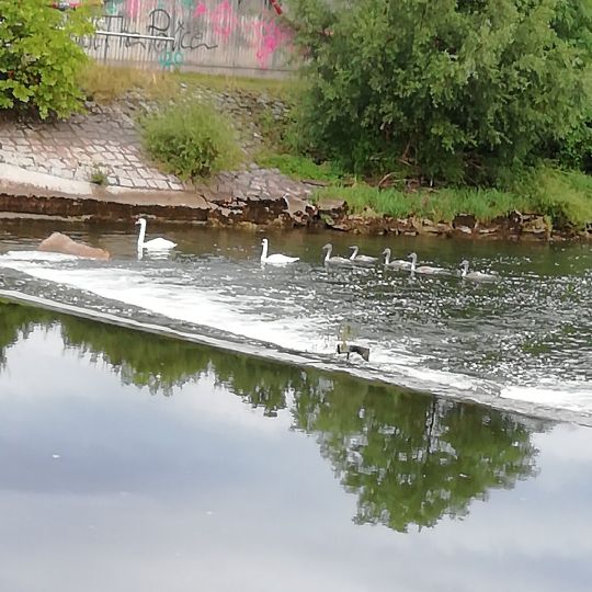 Neckar (Neckartailfingen)-4