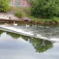 Neckar (Neckartailfingen)-4