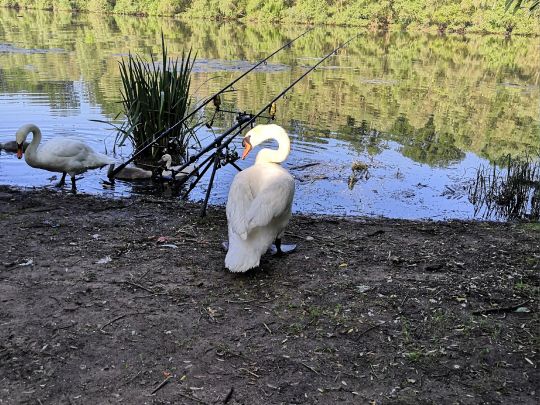 Lampertheimer Altrhein-2