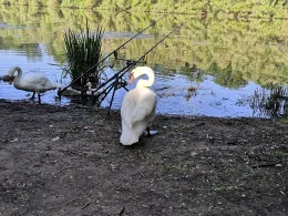 Lampertheimer Altrhein-2