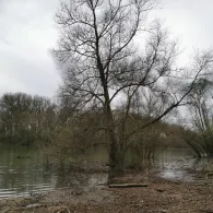 Lampertheimer Altrhein-3