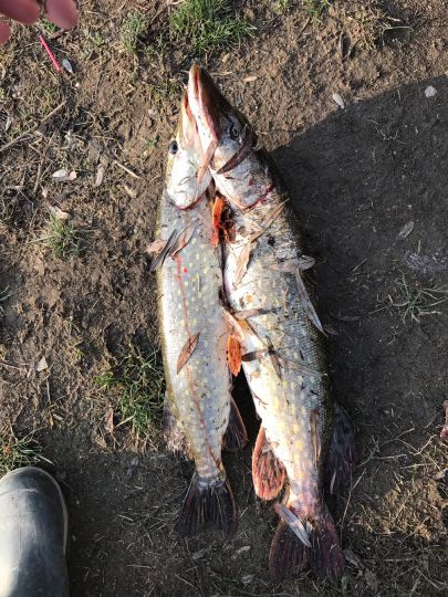 Plan D'eau de Plobsheim-1