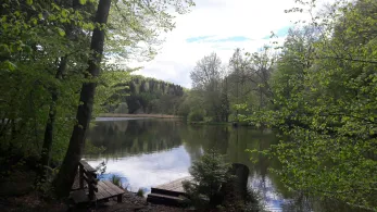 Waldweiher (Dietramszell)-2