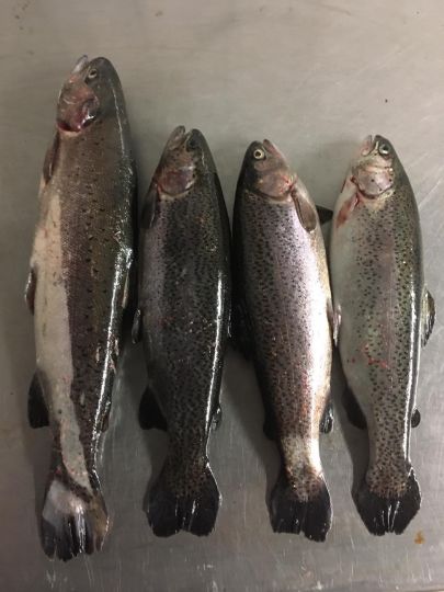 Angelteich Forsthaus-1