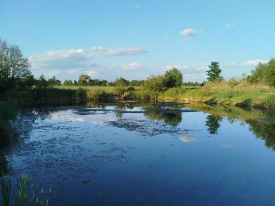 Fischteich Elster (Elbe)-4