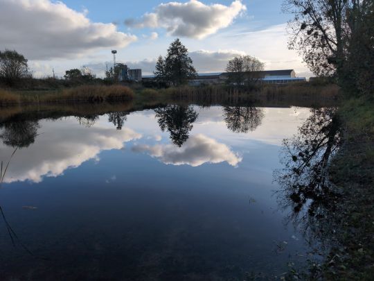 Fischteich Elster (Elbe)-3