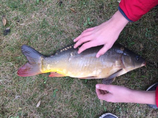 Karpfensee (Willich)-1