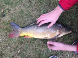 Karpfensee (Willich)-1