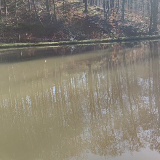 Hambachweiher (Freisen)-3