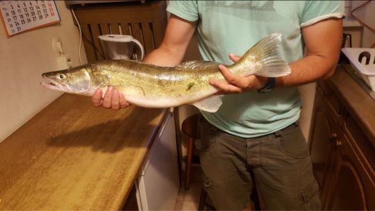 Aisch (Neustadt/Aisch)-1