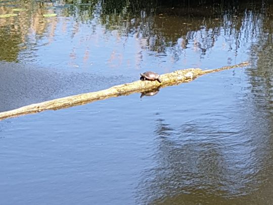 Oker (Hillerse)-1