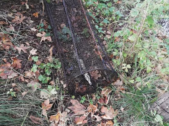 Jeetze (Salzwedel)-4