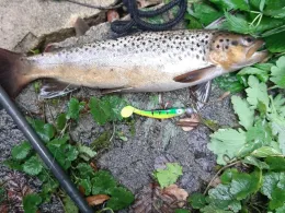 Jeetze (Salzwedel)-2