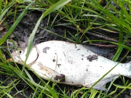 Wiesenteich (Ebersbach)-1