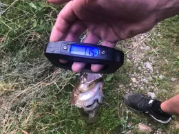 Spitzweiher (Ringschnait)