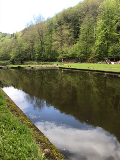 Forellenanlage Niedersimten-1