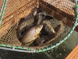 Wertach (Marktoberdorf)