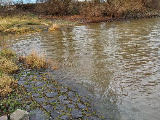 Alter Rhein (Xanten)-2