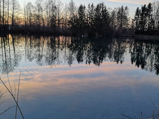 Kringweiher (Königsbrunn) angeln
