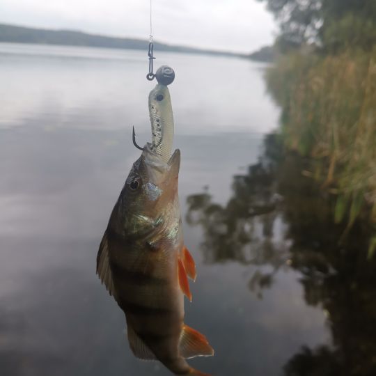 Templiner See (Templin)-3