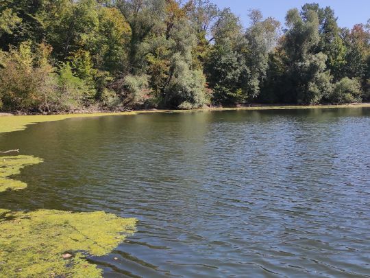 Altrhein Daxlanden (Karlsruhe)-1