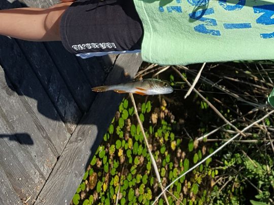 Kleiner Weidekampsee (Wahrenholz)-0