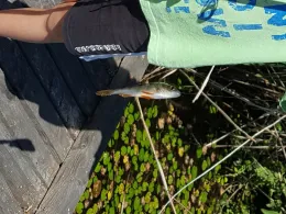 Kleiner Weidekampsee (Wahrenholz)-0