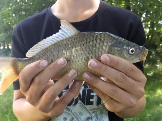 Hoyerswerdaer Schwarzwasser (Königswartha)-2