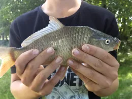 Hoyerswerdaer Schwarzwasser (Königswartha)-2