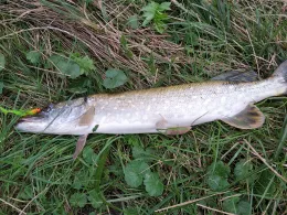 Mildenitz (Goldberg)-2